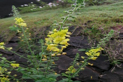 Verbascum chinense